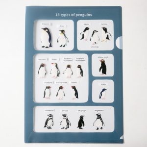 ペンギン18種の分類が分かるA4クリアファイルです。